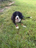 Female 1, a female Bernese Mountain Dog for sale in Dresden, TN – 2 of 9