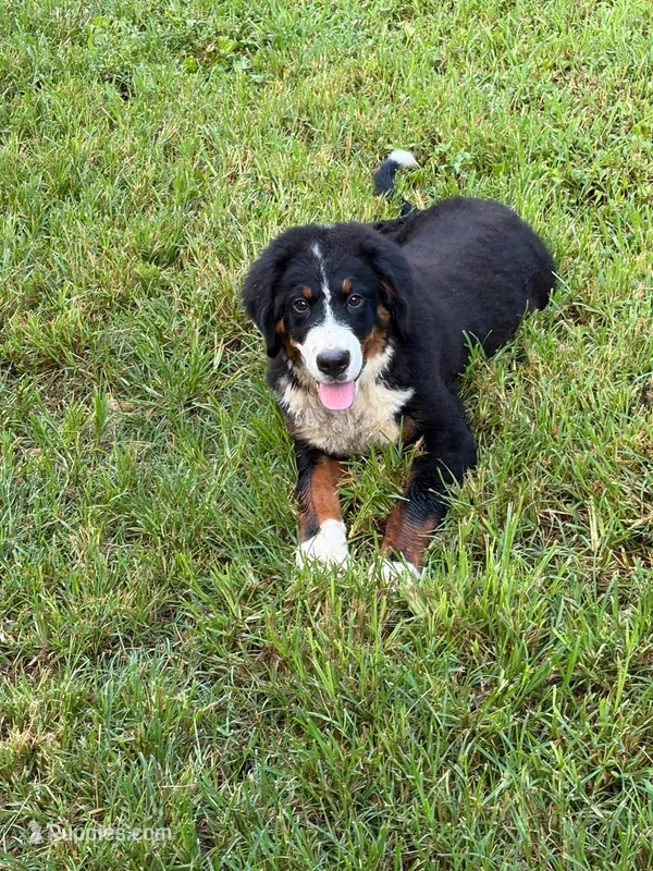 Female 1 – Bernese Mountain Dog puppy for sale in Dresden, TN