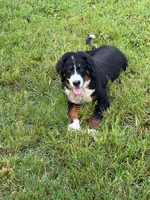 Female 1, a female Bernese Mountain Dog for sale in Dresden, TN – 3 of 9