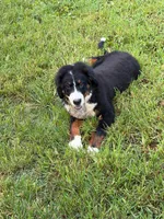 Female 1, a female Bernese Mountain Dog for sale in Dresden, TN – 5 of 9