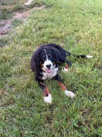 Female 1, a female Bernese Mountain Dog for sale in Dresden, TN – 6 of 9