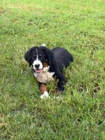 Female 1, a female Bernese Mountain Dog for sale in Dresden, TN – 4 of 9