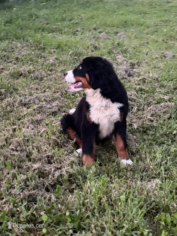Female 1 – Bernese Mountain Dog puppy for sale in Dresden, TN