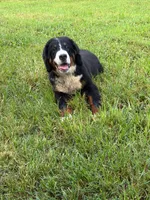 Female 1, a female Bernese Mountain Dog for sale in Dresden, TN – 7 of 9