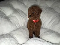 Ada Akc , a female Poodle - Toy  for sale in Tracy, CA – 3 of 3