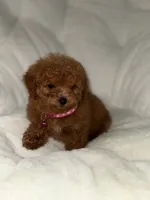 Gigi, a female Poodle - Toy  for sale in Tracy, CA – 2 of 5