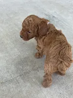 Brody Jr, a male Poodle - Toy  for sale in Tracy, CA – 4 of 4