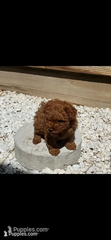Snickerz – Poodle - Toy  puppy for sale in Tracy, CA