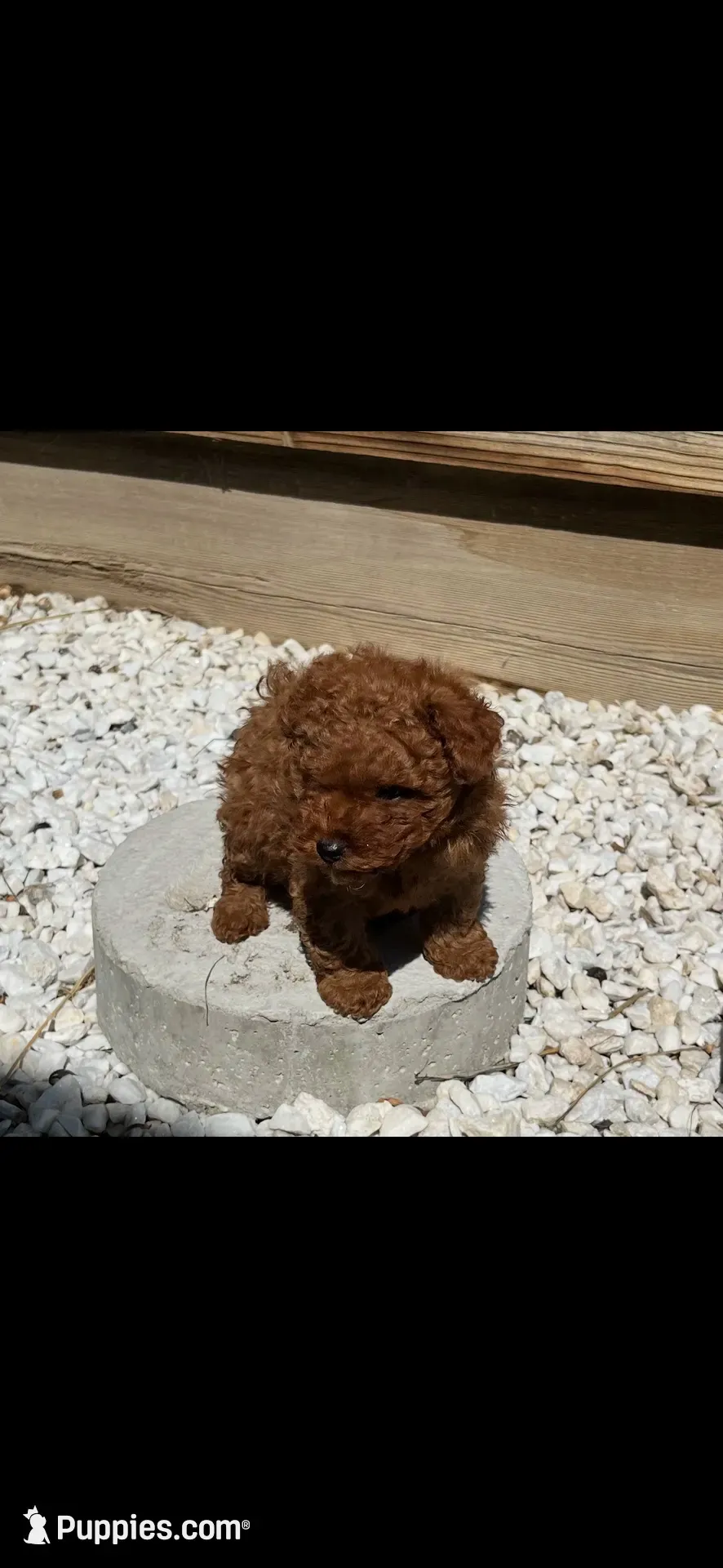 Snickers , a male Poodle - Toy  for sale in Tracy, CA – 3 of 5