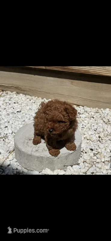 Nugget , a male Poodle - Toy  for sale in Tracy, CA – 1 of 3