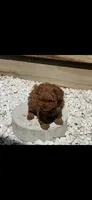 Nugget , a male Poodle - Toy  for sale in Tracy, CA – 1 of 3