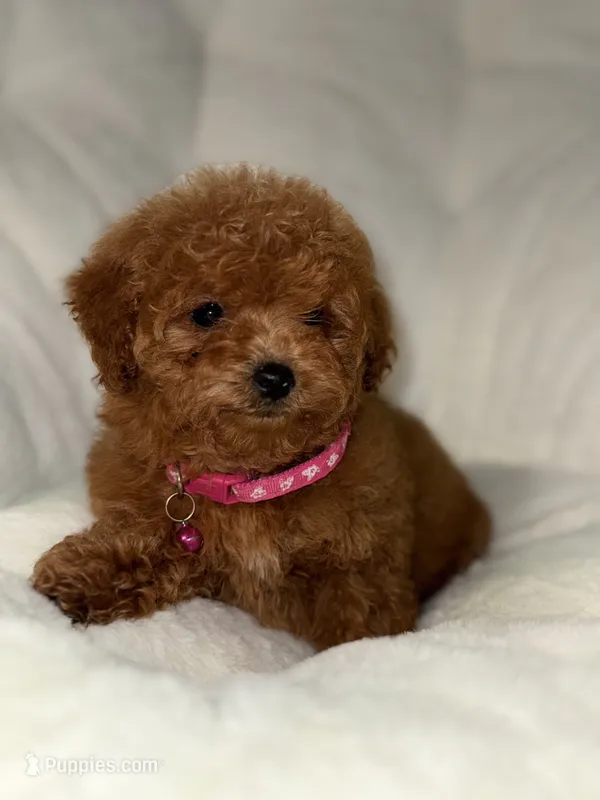 Gigi – Poodle - Toy  puppy for sale in Tracy, CA