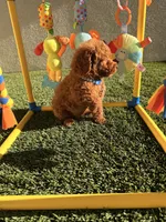 Luke, a male Poodle - Toy  for sale in Tracy, CA – Photo 4 of 5