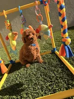 Luke, a male Poodle - Toy  for sale in Tracy, CA – Photo 2 of 5