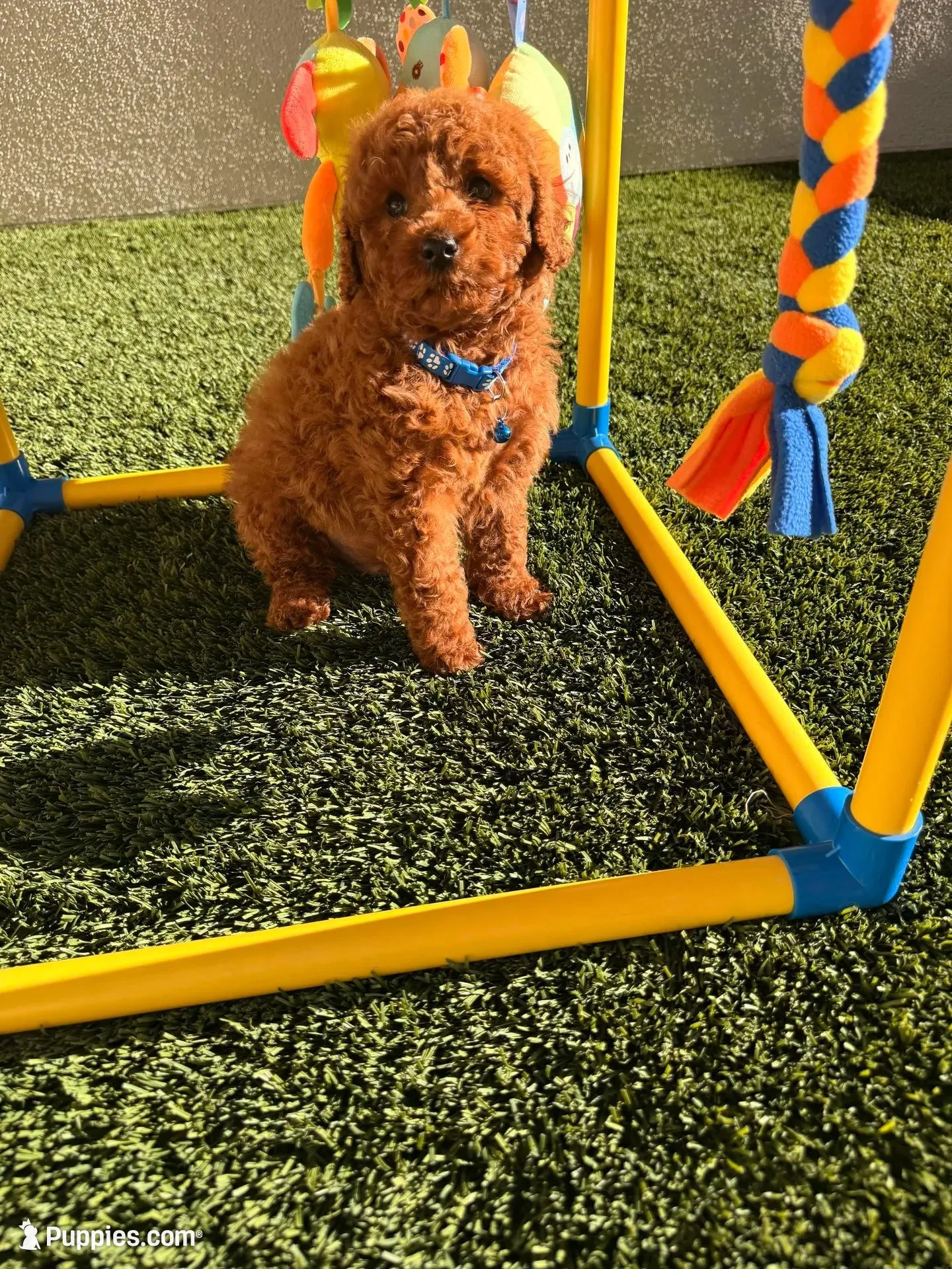 Dior jr – Poodle - Toy  puppy for sale in Tracy, CA