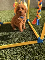 Luke, a male Poodle - Toy  for sale in Tracy, CA – Photo 1 of 5