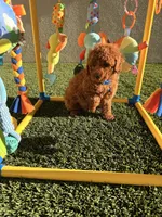 Luke, a male Poodle - Toy  for sale in Tracy, CA – Photo 3 of 5
