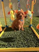 Luke, a male Poodle - Toy  for sale in Tracy, CA – Photo 5 of 5