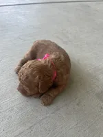 Cherry , a female Poodle - Toy  for sale in Tracy, CA – 6 of 6