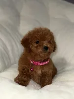 Gigi, a female Poodle - Toy  for sale in Tracy, CA – 3 of 5
