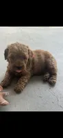 Cherry , a female Poodle - Toy  for sale in Tracy, CA – 2 of 6