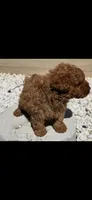 Nugget , a male Poodle - Toy  for sale in Tracy, CA – 2 of 3