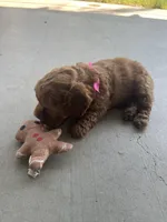 Cherry , a female Poodle - Toy  for sale in Tracy, CA – 3 of 6
