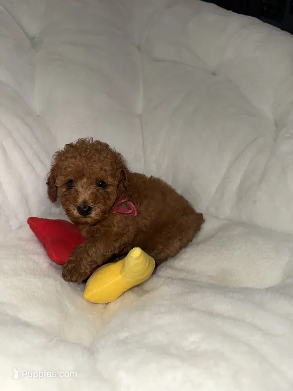 Cherry  – Poodle - Toy  puppy for sale in Tracy, CA