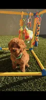 Snickers , a male Poodle - Toy  for sale in Tracy, CA – 2 of 5