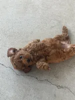 Brody Jr, a male Poodle - Toy  for sale in Tracy, CA – 2 of 4