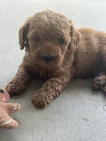 Cherry , a female Poodle - Toy  for sale in Tracy, CA – 4 of 6