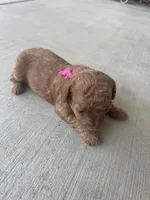 Cherry , a female Poodle - Toy  for sale in Tracy, CA – 5 of 6