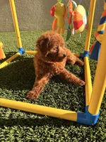 Teddy , a male Poodle - Toy  for sale in Tracy, CA – Photo 4 of 5