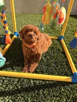Teddy , a male Poodle - Toy  for sale in Tracy, CA – Photo 5 of 5