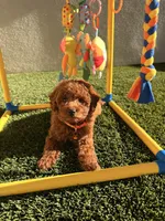 Teddy , a male Poodle - Toy  for sale in Tracy, CA – Photo 1 of 5