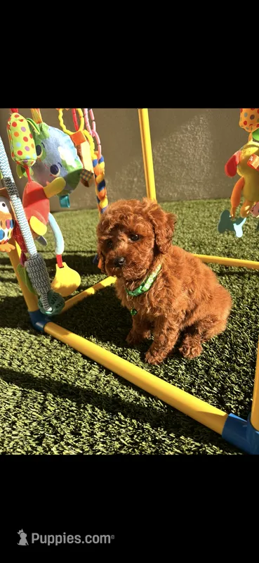 Snickers  – Poodle - Toy  puppy for sale in Tracy, CA
