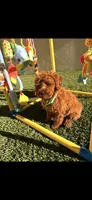 Snickers , a male Poodle - Toy  for sale in Tracy, CA – 1 of 5