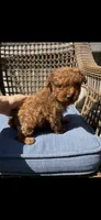 Nugget , a male Poodle - Toy  for sale in Tracy, CA – 3 of 3