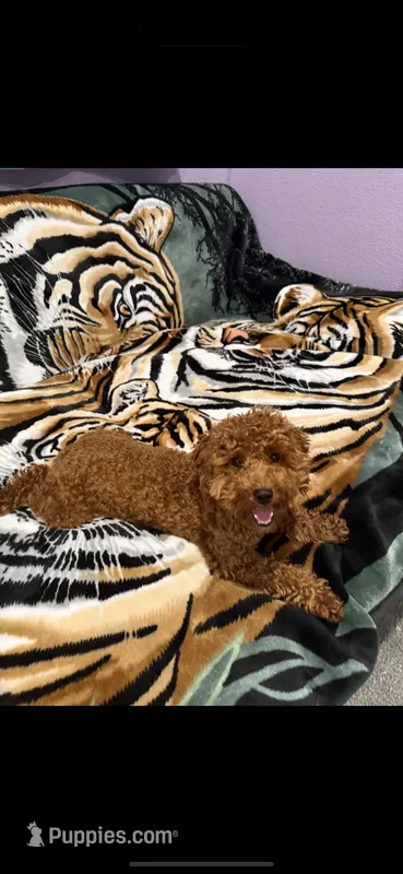 Ada Akc  – Poodle - Toy  puppy for sale in Tracy, CA