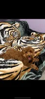 Ada Akc , a female Poodle - Toy  for sale in Tracy, CA – 1 of 3
