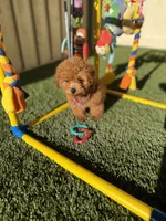 Gigi, a female Poodle - Toy  for sale in Tracy, CA – 4 of 5