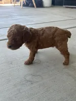 Brody Jr, a male Poodle - Toy  for sale in Tracy, CA – 3 of 4