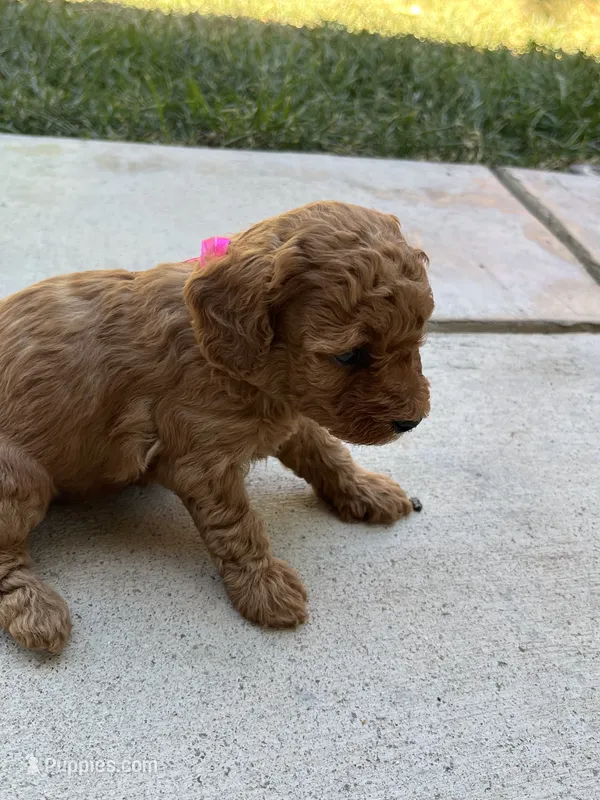 Cherry  – Poodle - Toy  puppy for sale in Tracy, CA