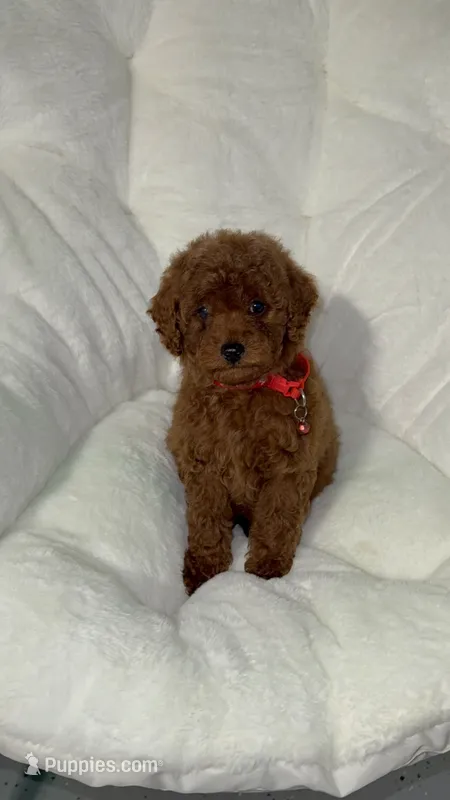 Ada Akc  – Poodle - Toy  puppy for sale in Tracy, CA