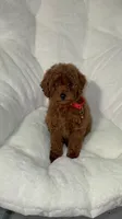 Ada Akc , a female Poodle - Toy  for sale in Tracy, CA – 2 of 3