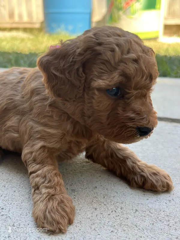 Brody Jr – Poodle - Toy  puppy for sale in Tracy, CA