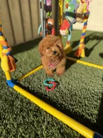Gigi, a female Poodle - Toy  for sale in Tracy, CA – 5 of 5