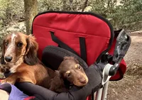 Archie , a male Miniature Dachshund for sale in Hickory, NC – 10 of 10