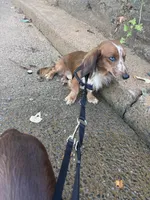 Archie , a male Miniature Dachshund for sale in Hickory, NC – 7 of 10