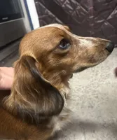 Archie , a male Miniature Dachshund for sale in Hickory, NC – 4 of 10